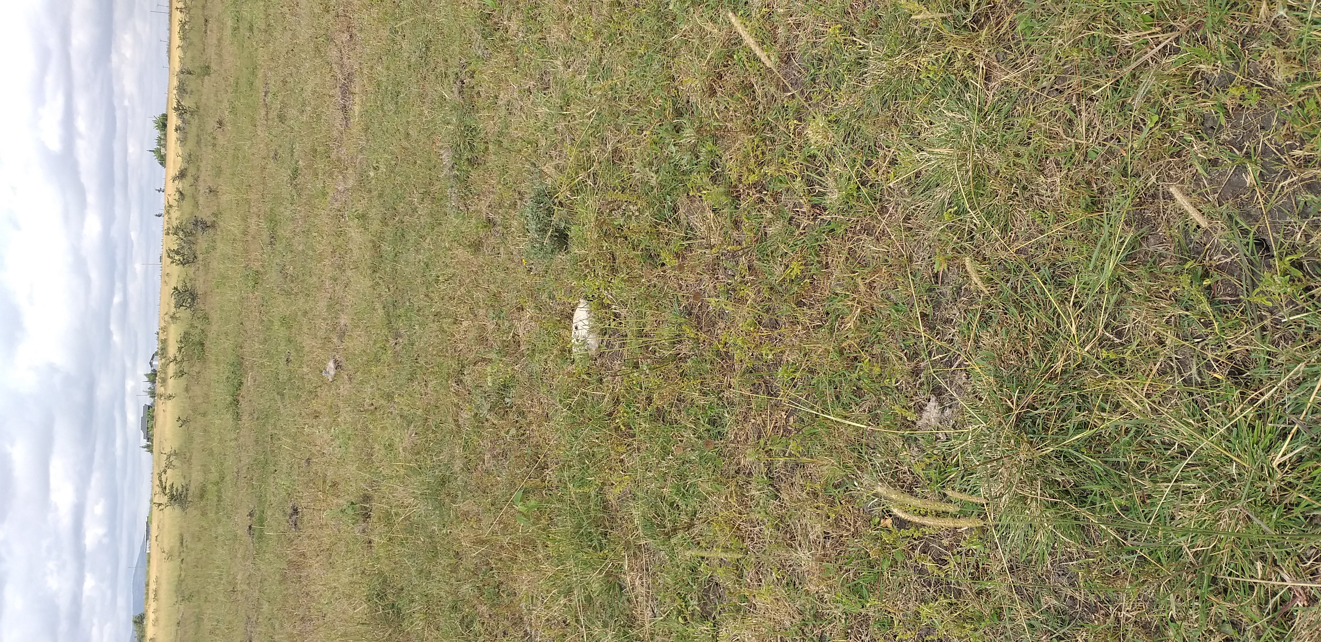 Well-Located Plot in Kitengela (Behind New Light) - Image 2
