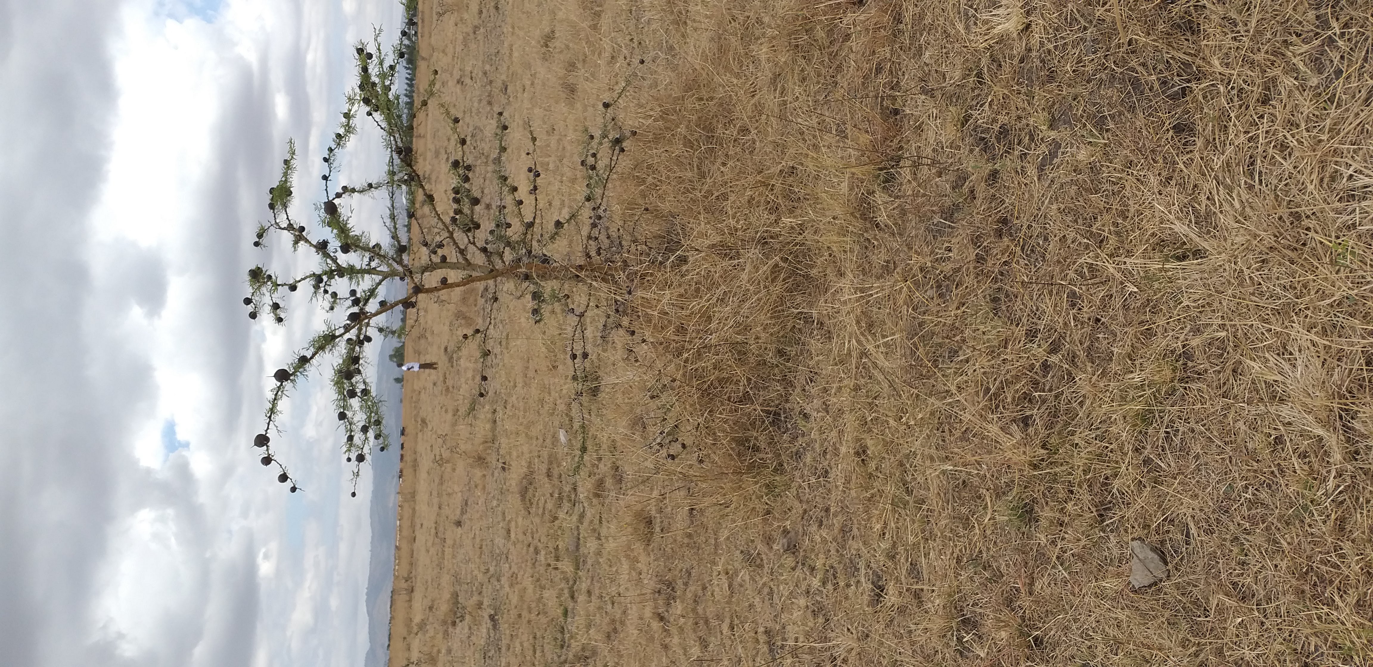 Prime Plot in Kitengela - Image 2